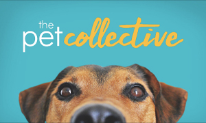 Assistir The Pet Collective ao vivo